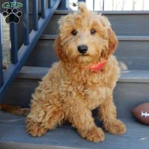 Hunter, Mini Goldendoodle Puppy